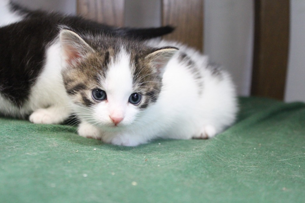 Katzenbabys KatzenLeben Osnabrück & Umgebung